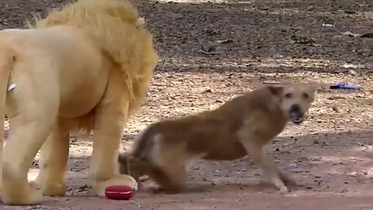 Troll Frank Dog Funny & Fake Lion & Fake Tiger Video