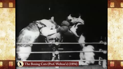 The Boxing Cats (Prof. Welton's) (1894) 🐱 Cat Movies 🎥🐈