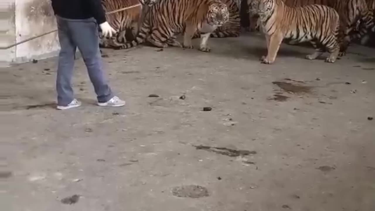 The tigers