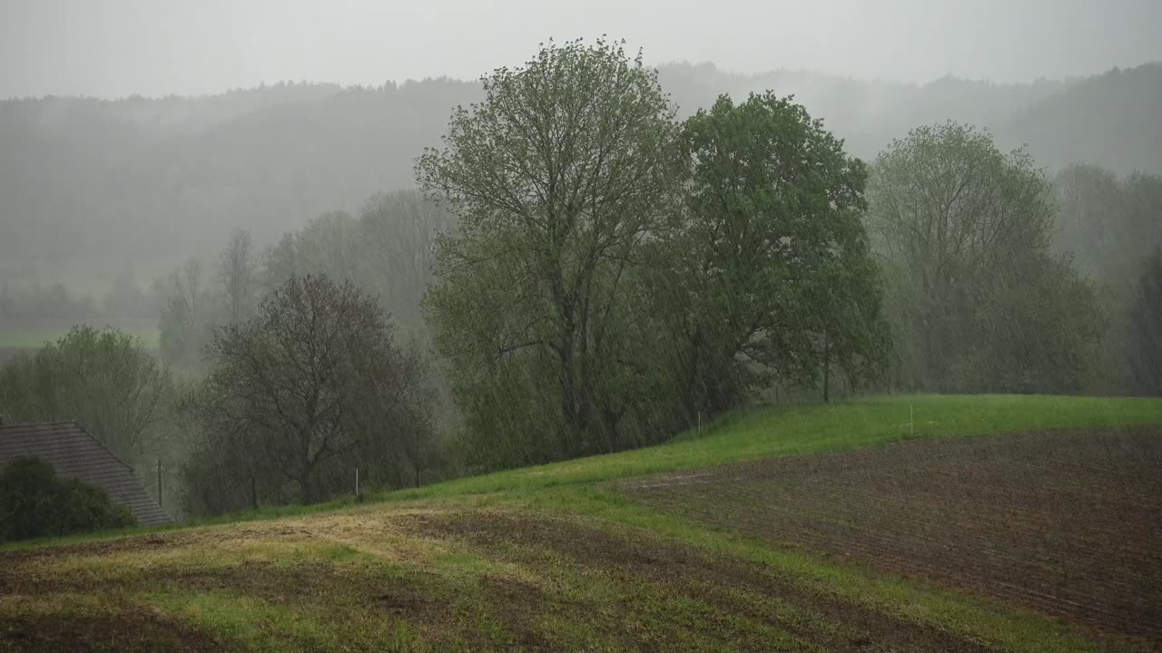 Heavy rain on trees & thunderstorm