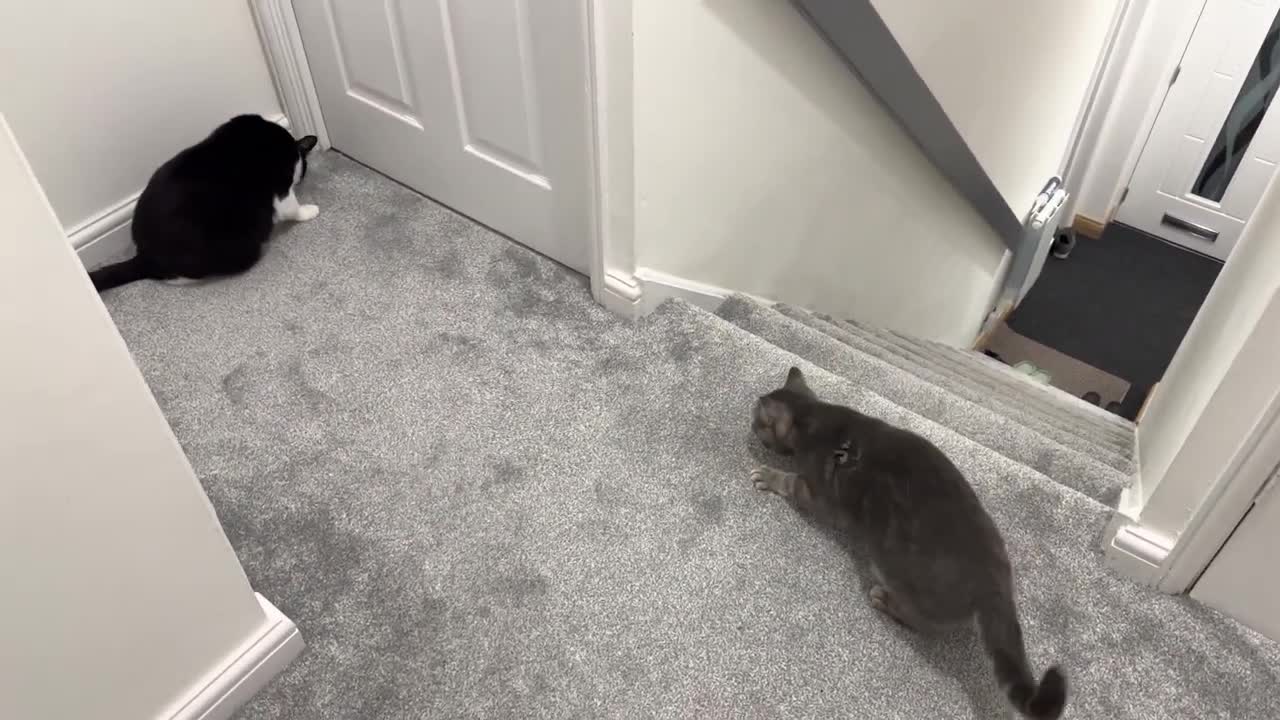 Cat Falls Down The Stairs