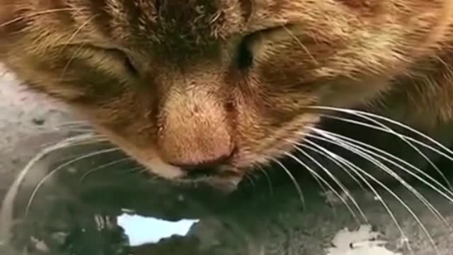 Funny cute cats