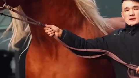 Beautiful Horse