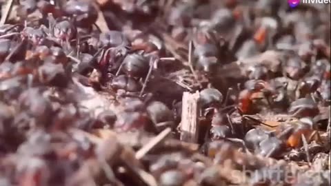 Conquer Ant Infestations Effective Strategies for a Pest Free Home