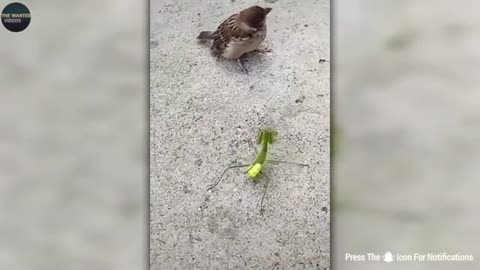 Funniest Animal Video