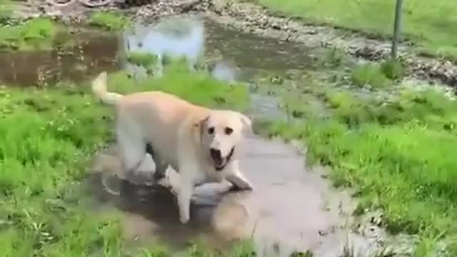 Blind dog cute reaction to finding a puddle.