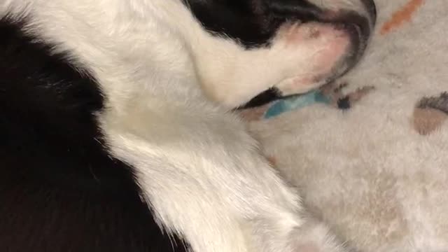 The cutest 11 second dog dream