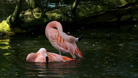 Flamingos