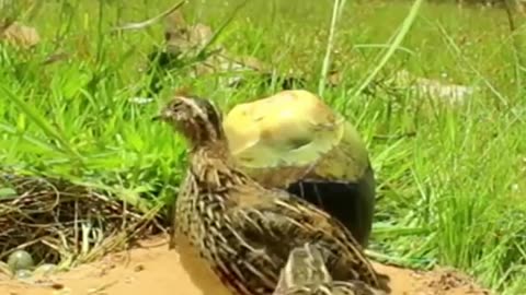 Amazing Unique Bird Trap//Quail Trap ##shorts