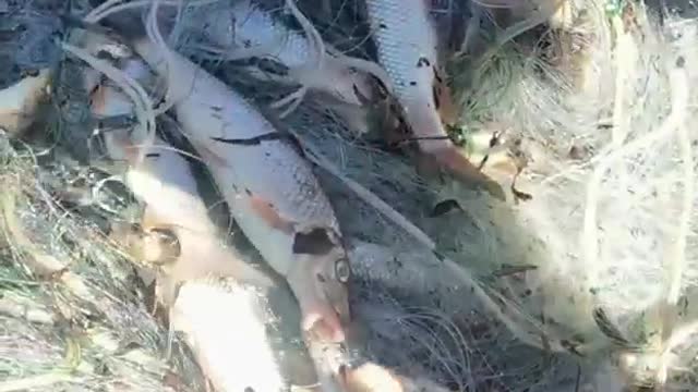 The big river fish that came from the net are jumping around alive