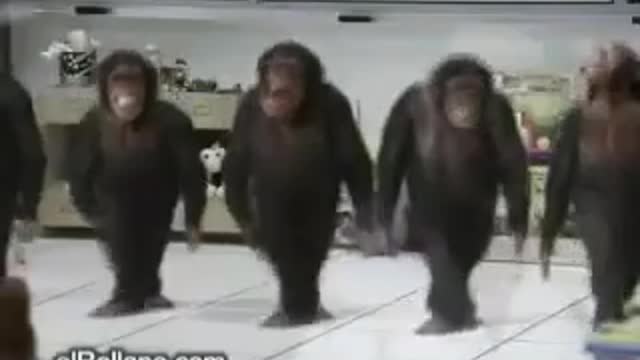 Обезьяны танцуют