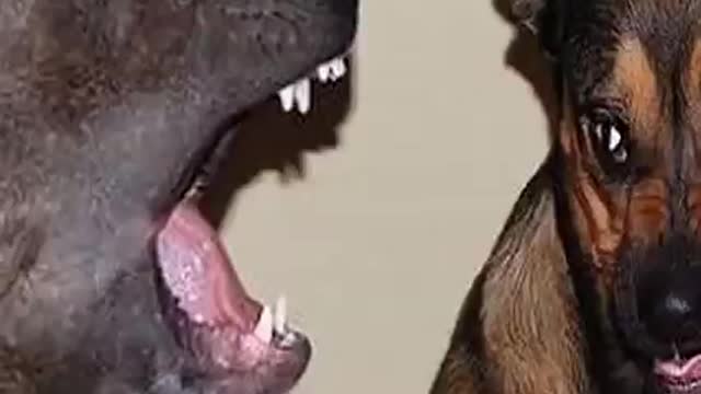 Only DOGS can make us SUPER HAPPY and LAUGH- FUNNY DOG VIDEO