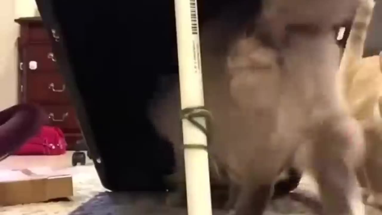 😄The unlucky cat is so cute😄