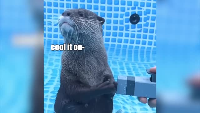 Otter Hates Hose