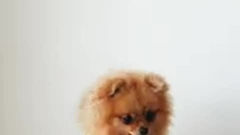 Cute video dog