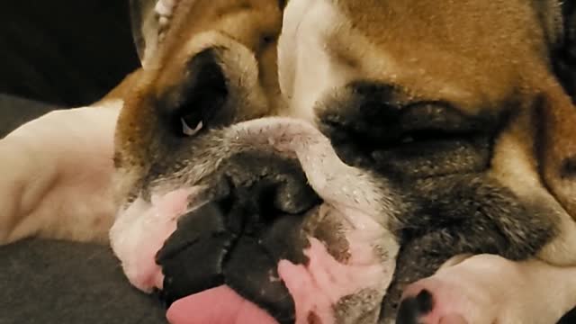 Snoring Bulldog