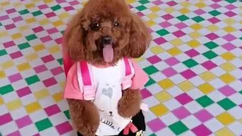 WOW ! This Dog Can Walk Like a Human