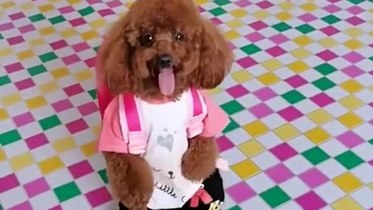 WOW ! This Dog Can Walk Like a Human