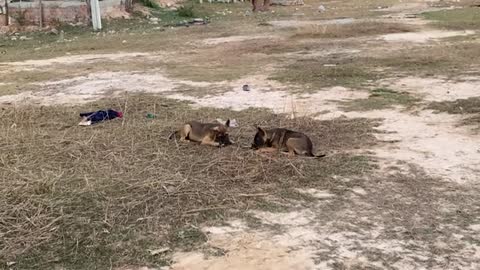 Two Cute Dogs Play With His Active Friend In The Field