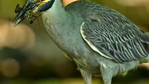 Bird Focus and target it