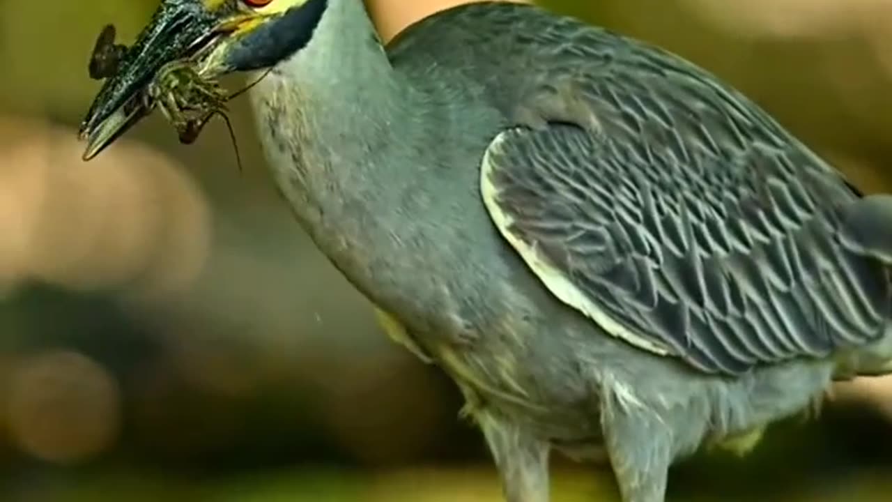 Bird Focus and target it