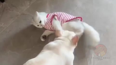 funniest animals videos_🐶😻