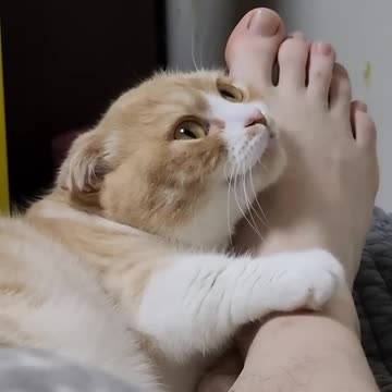 Until she bites you - 🐈 #shorts