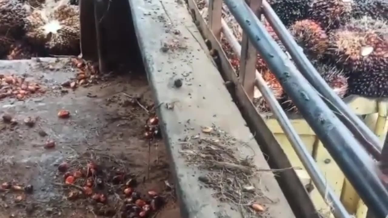 the process of loading palm oil from the platform to the truck