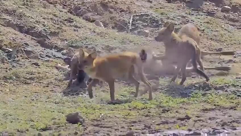 Gazelle when it feels threatened