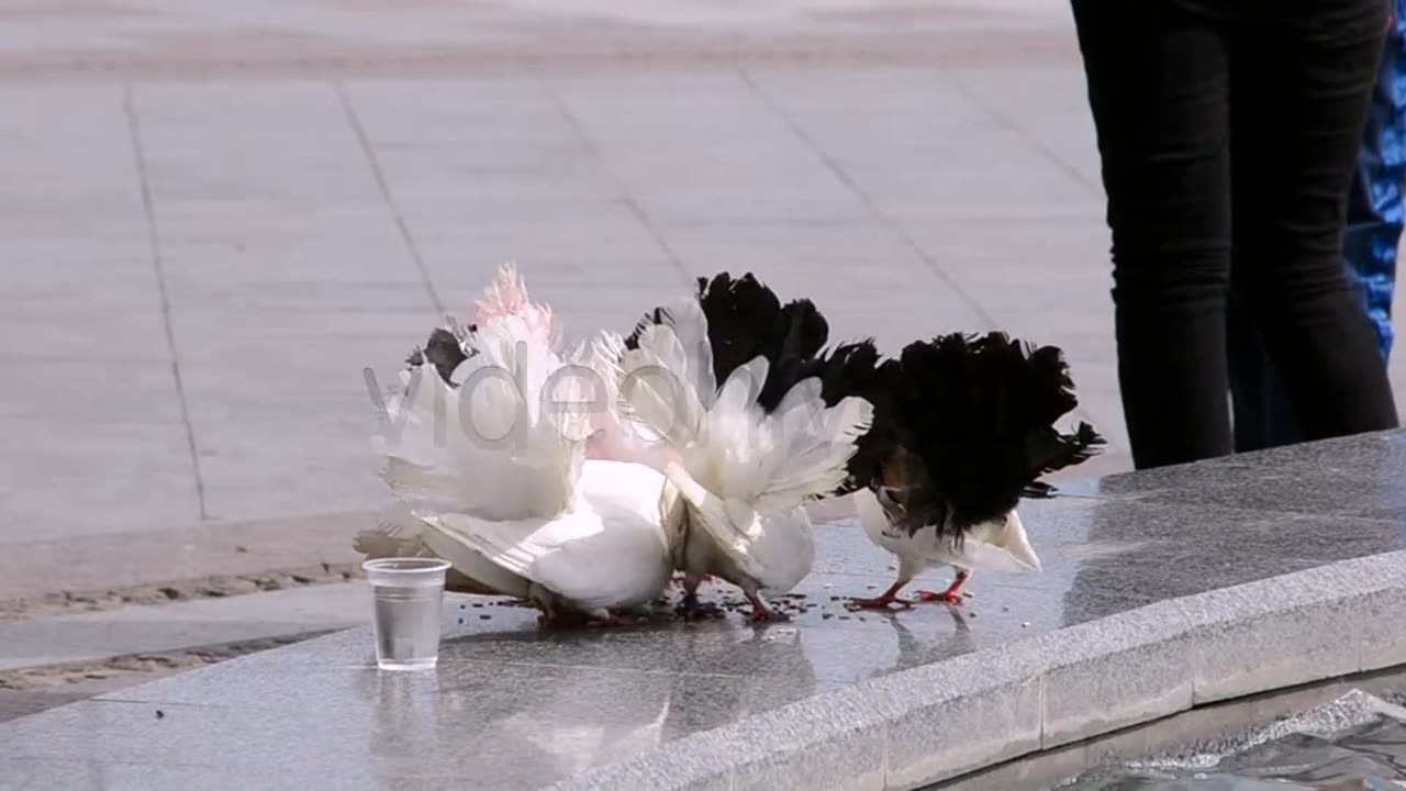 Doves.