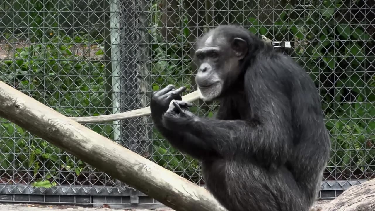 Chimpanzee