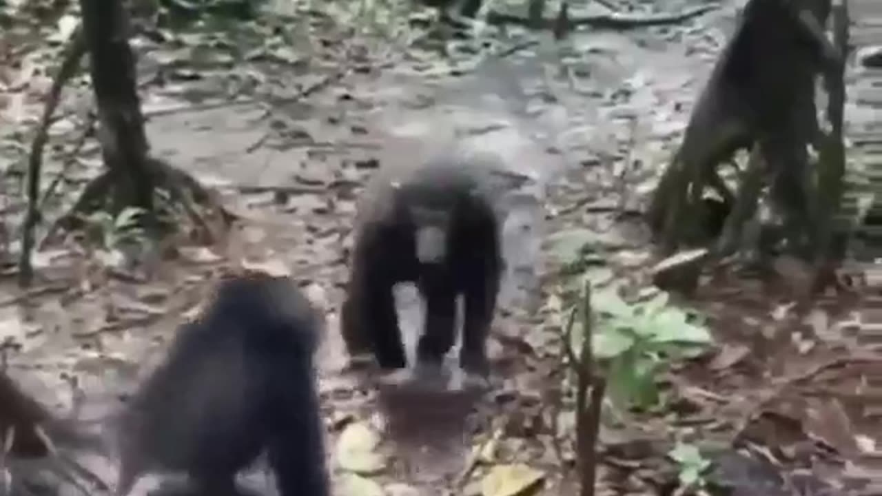 Baby Chimps Welcoming New Members #shorts #shortsvideo #video #viral