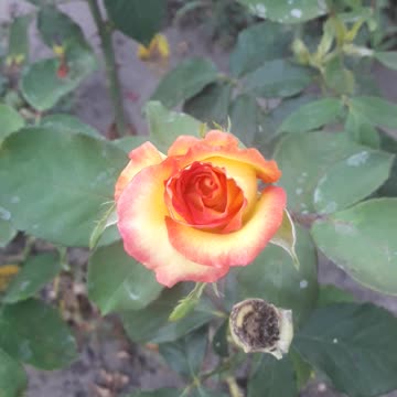 Rose that changes color