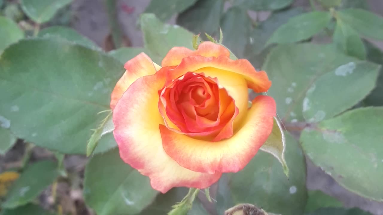 Rose that changes color