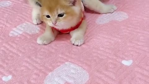 OMG So Cute Cats ♥ Best Funny Cat ❤️🐈Videos 2021 #shorts