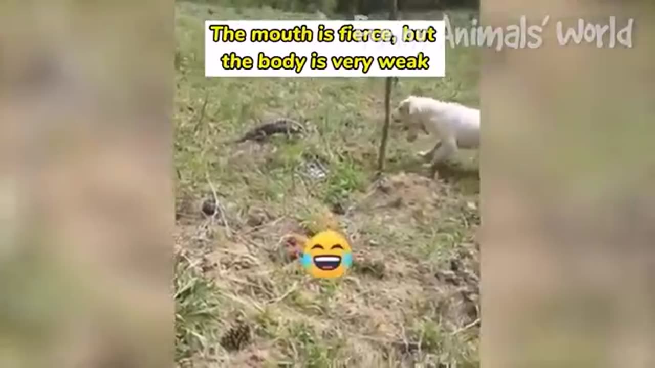 Best funny animal video