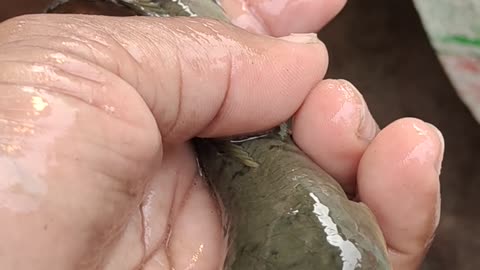 Small Alive Fish Live Video In Fish Market l janto chang latha fish video#shorts