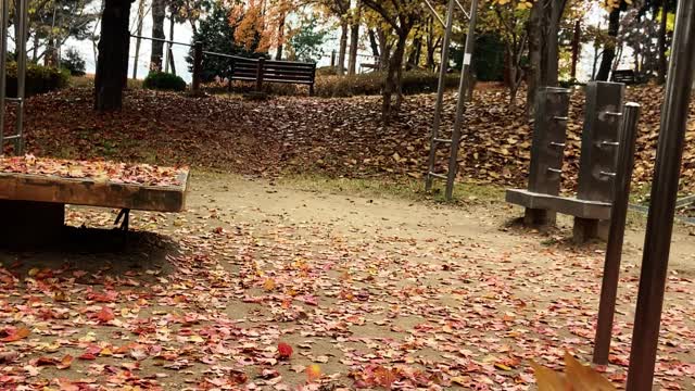 Do you want to go see the autumn leaves with me?
