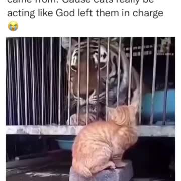 Kick ass kittens