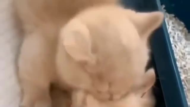 Cute kitten
