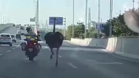 IN CHINA AN OSTRICH ESCAPED FROM A ZOO AND RAN 🤪ALL OVER ZHENGZHOU FROM POLICE | THEY WERE NEVER ABLE TO CATCH HIM BUT THE BIRD GAVE UP IN THE END!