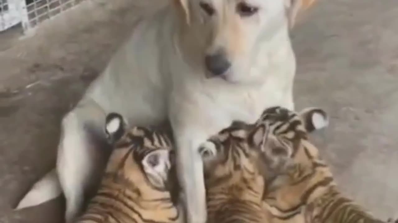 Dog mother for tigers