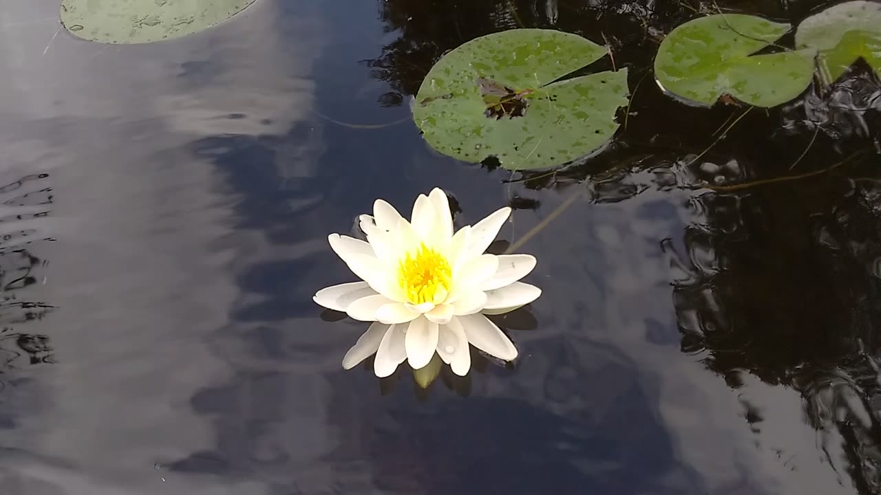 Water Lily