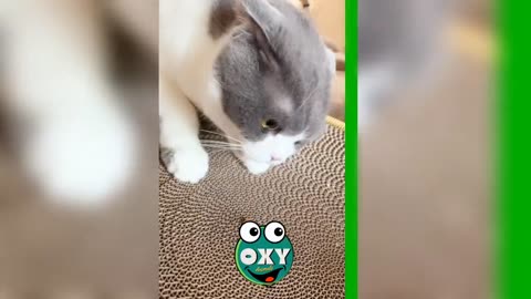 Funny Cat Videos