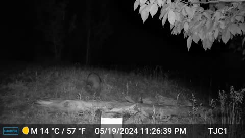 Raccoon and Night Sounds