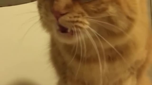 C A T with H U M A N