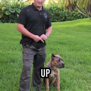 6 Month Update for Our Cane Corso Puppy Xena!