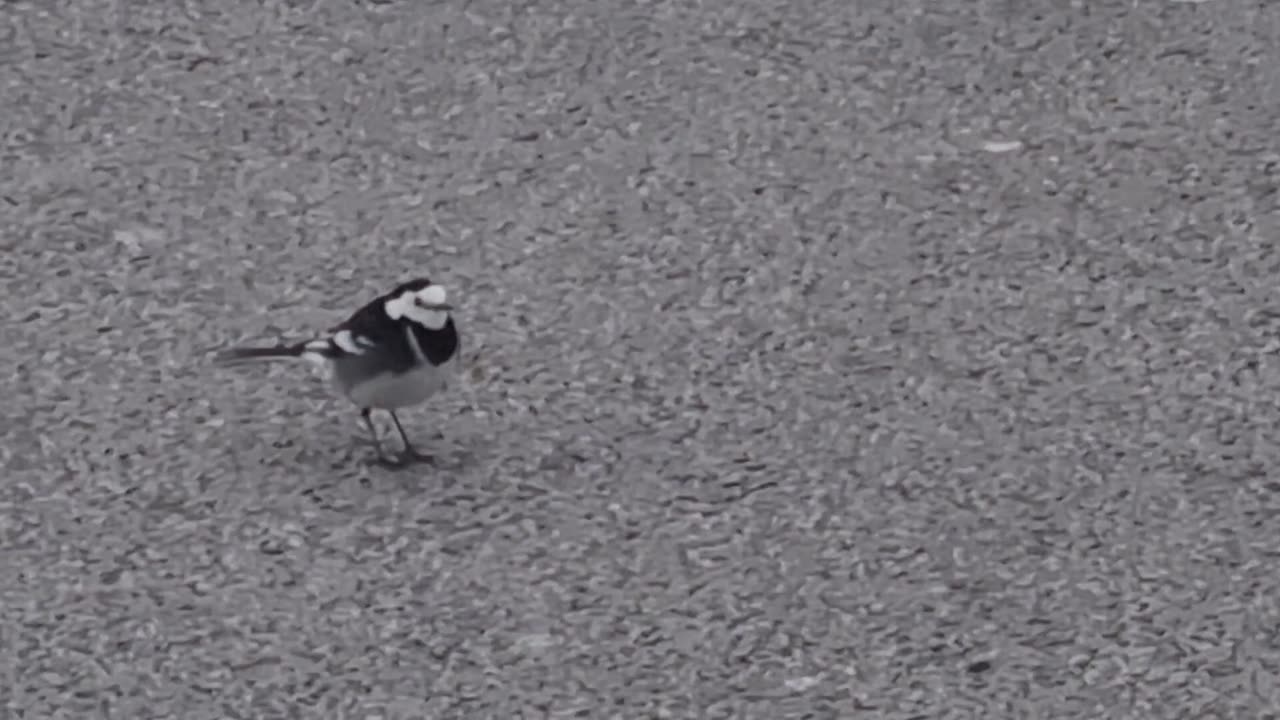 Pied Wagtail Bird In North Wales