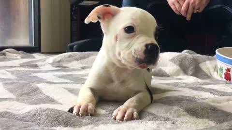 Adorable puppy who was left to die finds a new family home