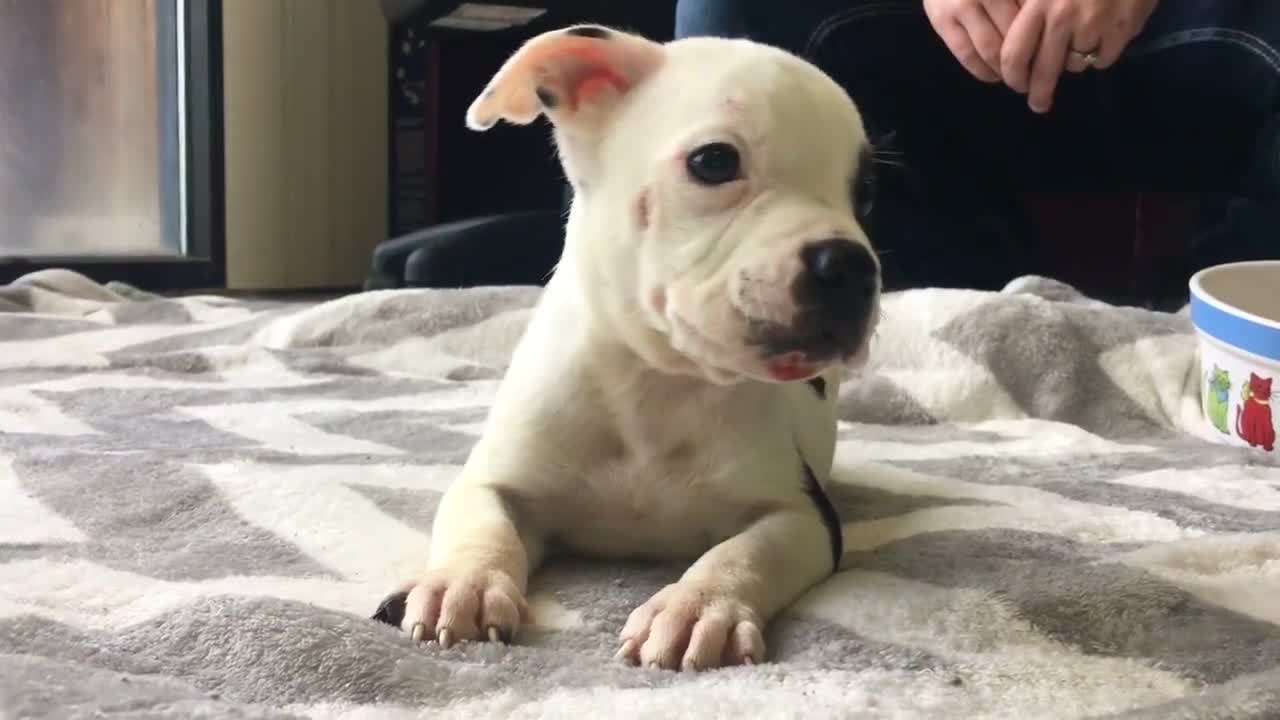 Adorable puppy who was left to die finds a new family home